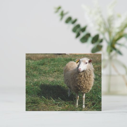 Jonge witte schapen op het Boerderij Briefkaart (Staand voorkant)