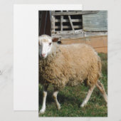 Jonge witte schapen op het Boerderij Briefpapier (Voorkant / Achterkant)