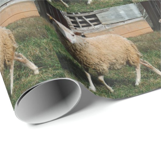 Jonge witte schapen op het Boerderij Cadeaupapier (Rol Hoek)