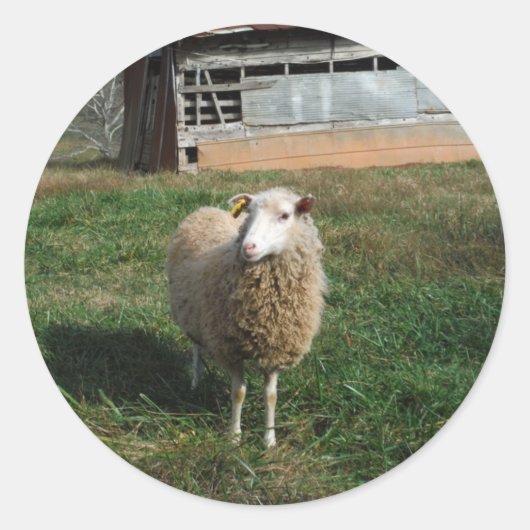 Jonge witte schapen op het Boerderij Ronde Sticker (Voorkant)