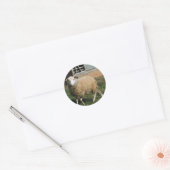 Jonge witte schapen op het Boerderij Ronde Sticker (Envelop)