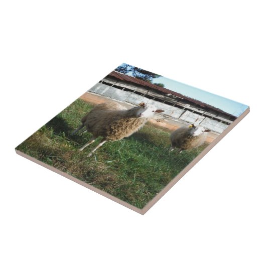 Jonge witte schapen op het Boerderij Tegeltje (Zijkant)