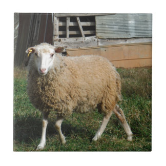 Jonge witte schapen op het Boerderij Tegeltje