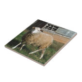 Jonge witte schapen op het Boerderij Tegeltje (Zijkant)