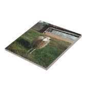 Jonge witte schapen op het Boerderij Tegeltje (Zijkant)