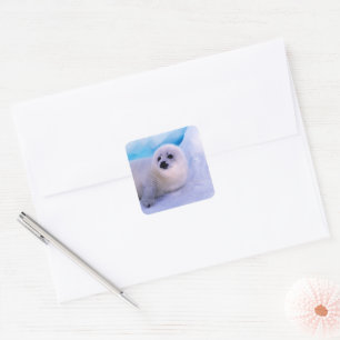 Jonge zadelrobbedief bedekt met sneeuwvlokken vierkante sticker