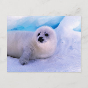 Jonge zadelrobpup bedekt met sneeuwvlokken briefkaart