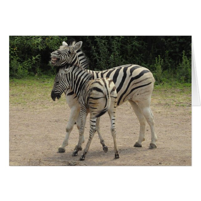 Jonge Zebra en moederspelen (Voorkant Horizontaal)