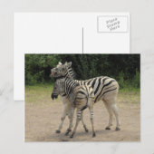 Jonge Zebra en moederspelen Briefkaart (Voorkant / Achterkant)