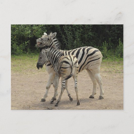 Jonge Zebra en moederspelen Briefkaart (Voorkant)