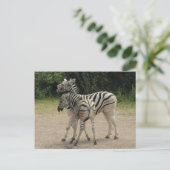 Jonge Zebra en moederspelen Briefkaart (Staand voorkant)