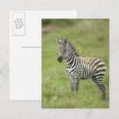 Jonge Zebra in de Serengeti-vlakte Briefkaart (Voorkant / Achterkant)