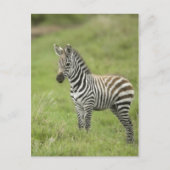 Jonge Zebra in de Serengeti-vlakte Briefkaart (Voorkant)