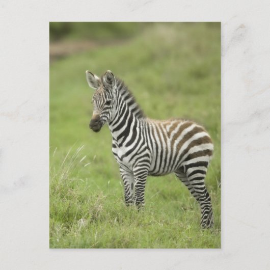 Jonge Zebra in de Serengeti-vlakte Briefkaart (Voorkant)