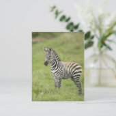 Jonge Zebra in de Serengeti-vlakte Briefkaart (Staand voorkant)