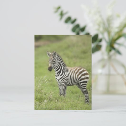 Jonge Zebra in de Serengeti-vlakte Briefkaart (Staand voorkant)