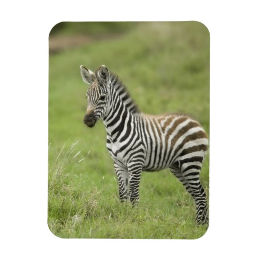 Jonge Zebra in de Serengeti-vlakte Magneet (Verticaal)