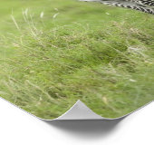 Jonge Zebra in de Serengeti-vlakte Poster (Hoek)