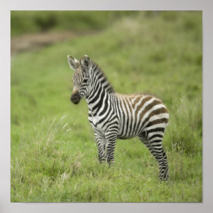 Jonge Zebra in de Serengeti-vlakte Poster