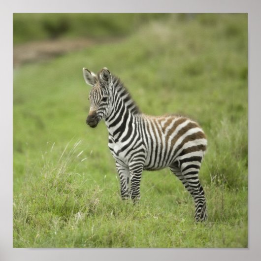 Jonge Zebra in de Serengeti-vlakte Poster (Voorkant)