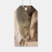 Jonge zee leeuw cadeaulabel (Achterkant)