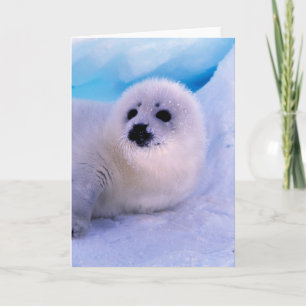 Jonge zeehond bedekt met sneeuwvlokken kaart