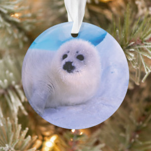 Jonge zeehond bedekt met sneeuwvlokken ornament