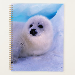 Jonge zeehond bedekt met sneeuwvlokken planner