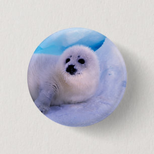 Jonge zeehond bedekt met sneeuwvlokken ronde button 3,2 cm