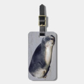Jonge zeehond die op het strand slaapt - Australië Bagagelabel (Voorkant verticaal)