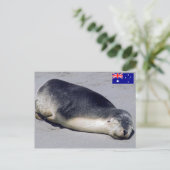 Jonge zeehond die op het strand slaapt - Australië Briefkaart (Staand voorkant)