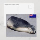Jonge zeehond die op het strand slaapt - Australië Briefkaart (Voorkant / Achterkant)