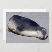 Jonge zeehond die op het strand slaapt - Australië Kaart (Voorkant / Achterkant)
