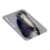 Jonge zeehond die op het strand slaapt - Australië Magneet (Rechterzijde)