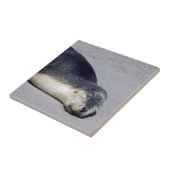 Jonge zeehond die op het strand slaapt - Australië Tegeltje (Zijkant)