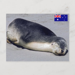 Jonge zeehond die slaapt op een strand - Australië Briefkaart