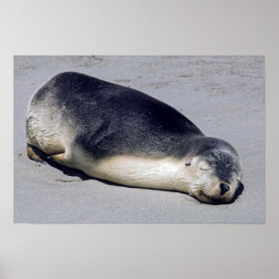 Jonge zeehond die slaapt op een strand - Australië Poster