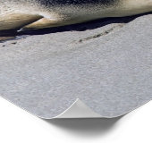 Jonge zeehond die slaapt op een strand - Australië Poster (Hoek)