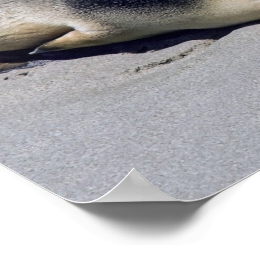 Jonge zeehond die slaapt op een strand - Australië Poster (Hoek)