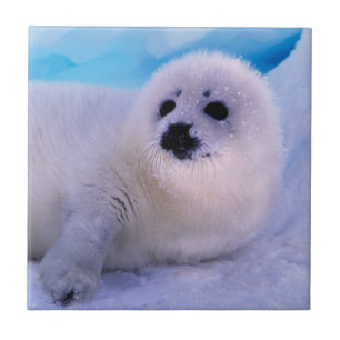 Jonge zeehondpuppy bedekt met sneeuwvlokken tegeltje