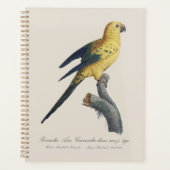 Jonge Zonnekonkoor or Aratinga solstitialis Planner (Voorkant)