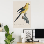Jonge Zonnekonkoor or Zon-aratinga Aratinga solsti Poster (Thuiskantoor)
