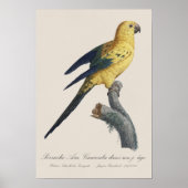 Jonge Zonnekonkoor or Zon-aratinga Aratinga solsti Poster (Voorkant)