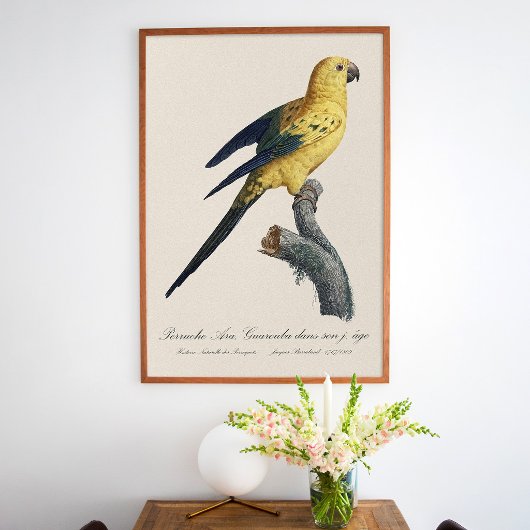 Jonge Zonnekonkoor or Zon-aratinga Aratinga solsti Poster