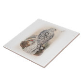 Jonge zwarte valk vogels in Groot-Brittannië Tegeltje (Zijkant)