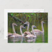 Jonge zwemmen in de rivier briefkaart (Voorkant / Achterkant)