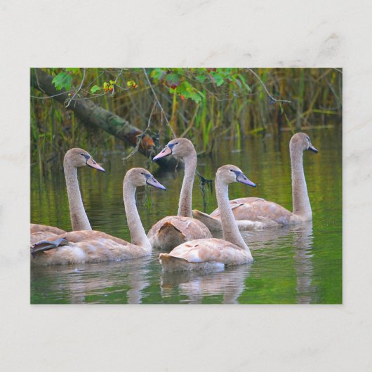 Jonge zwemmen in de rivier briefkaart (Voorkant)