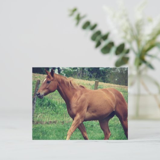  jongen, Scotch Briefkaart (Staand voorkant)