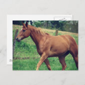  jongen, Scotch Briefkaart (Voorkant / Achterkant)