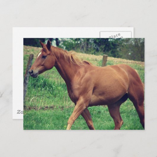  jongen, Scotch Briefkaart (Voorkant / Achterkant)